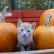 Autumn in the Pumpkin Patch