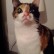 Timothé the Calico